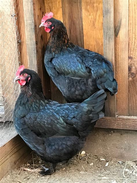 bcm chicks|Black Copper Marans: Appearance, Eggs, and Care Requirements.